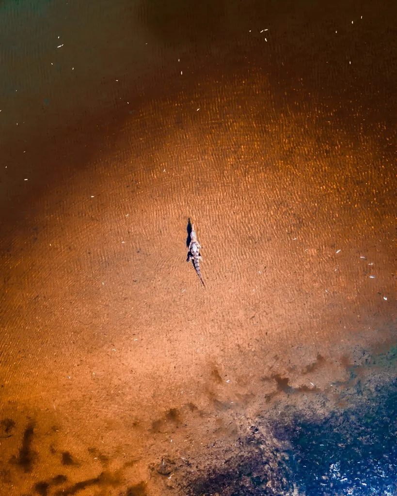 A Crocodile in the North