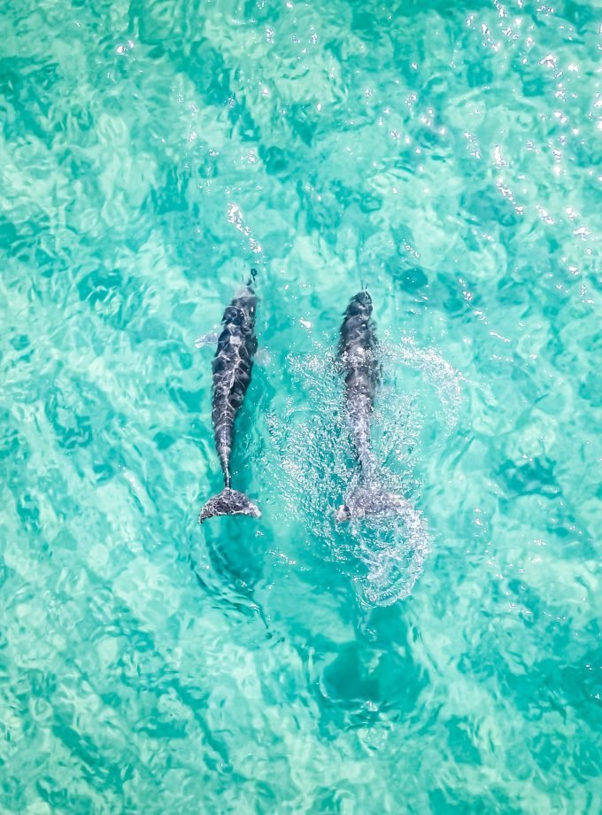 Two Dolphins in North Stradbroke Island
