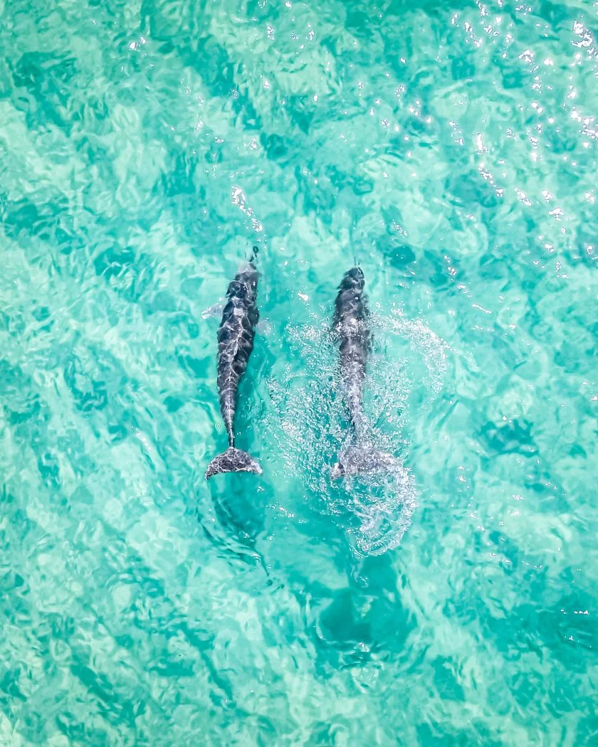 Two Dolphins in North Stradbroke Island