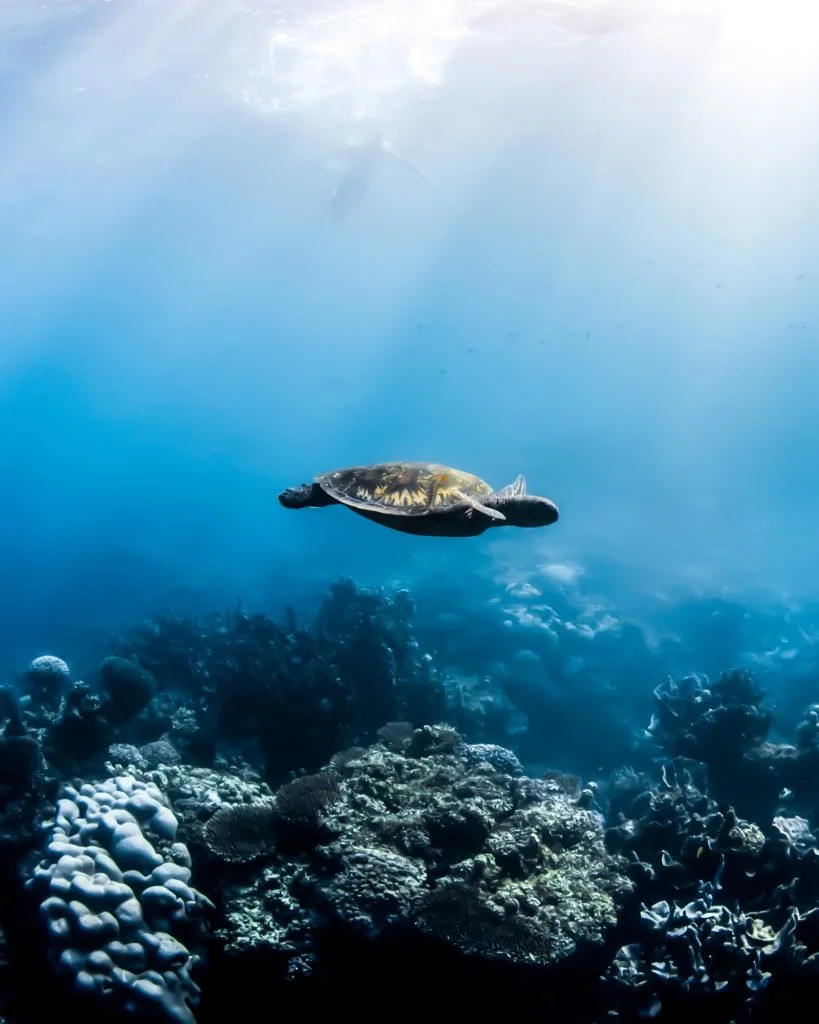 Turtle on the lights