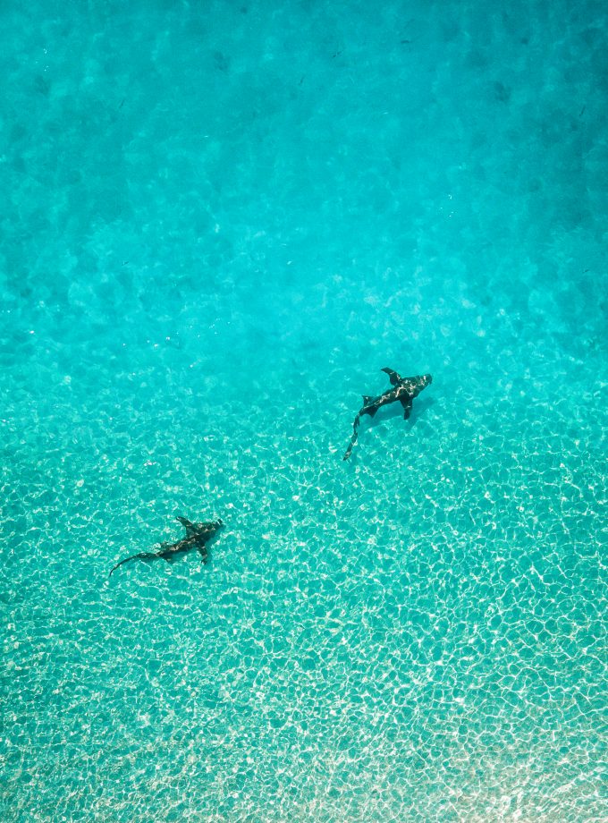 Sharks of Maldives - teddy mlfr