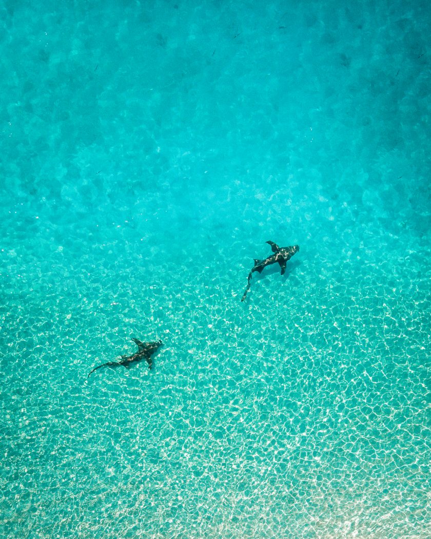 Sharks of Maldives - teddy mlfr