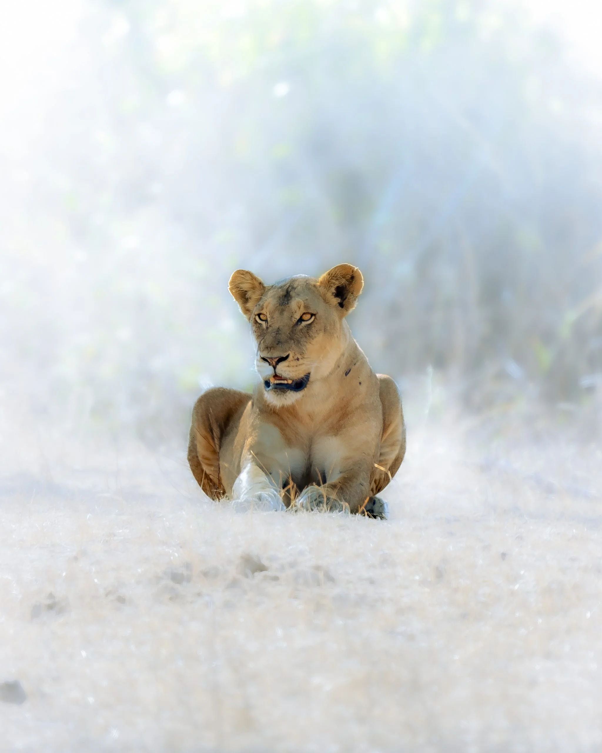 Print Photo Africa - Majestic Lion in a frozen morning