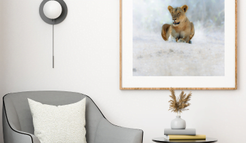Landscape and Animal Photographs: Stunning Artwork for Your Home