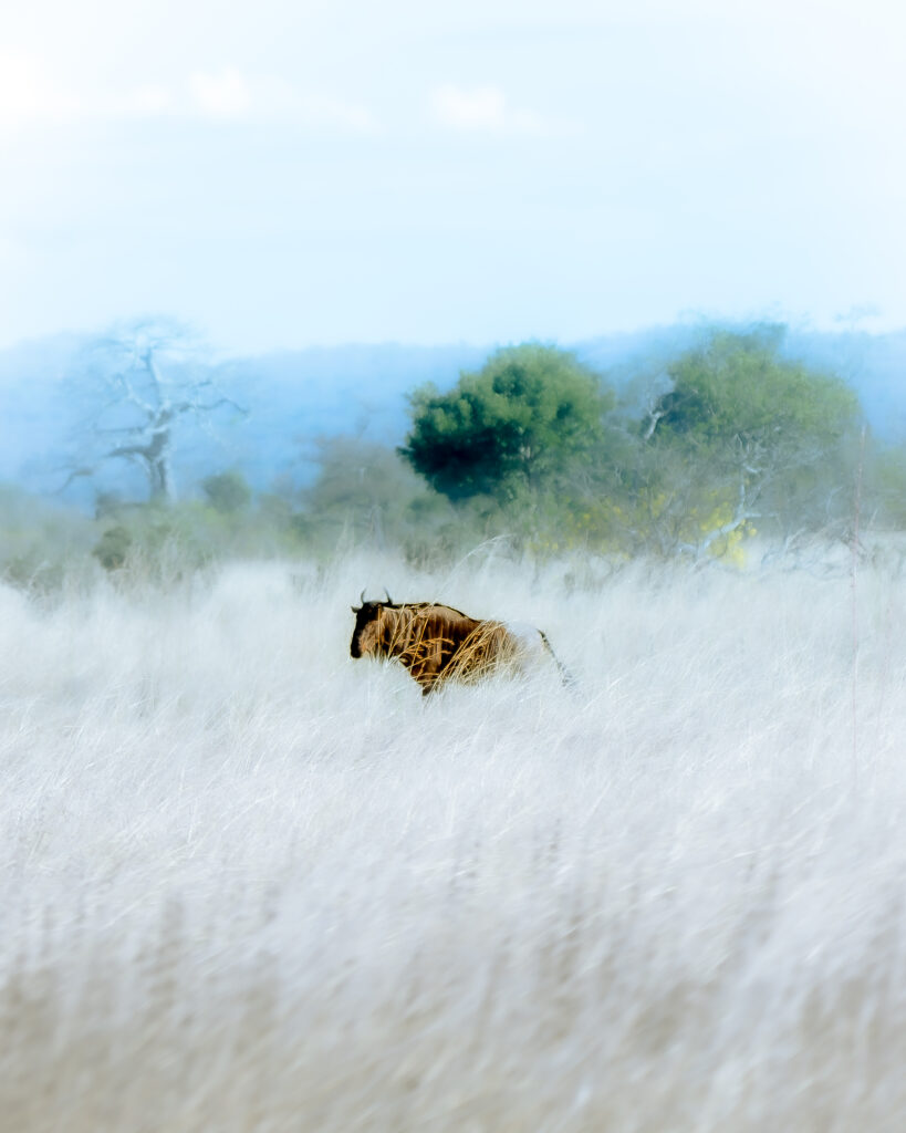 Alone in the wild tanzania africa